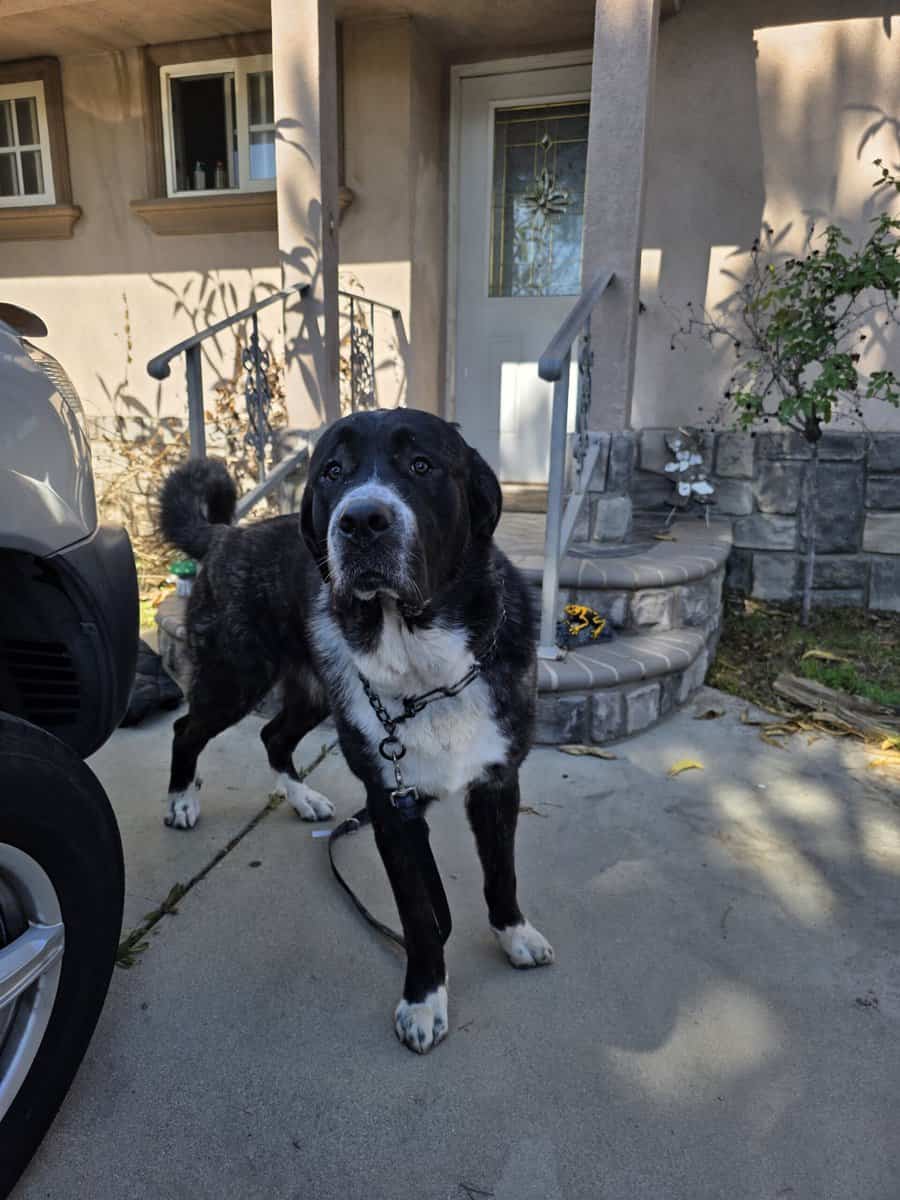 Great Pyrenees/cane corso mix image 1