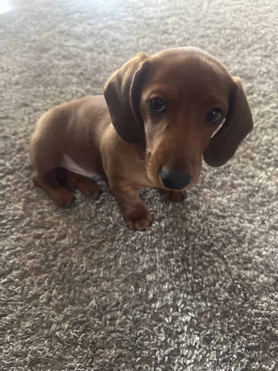 Mini Dachshund Puppy image 1
