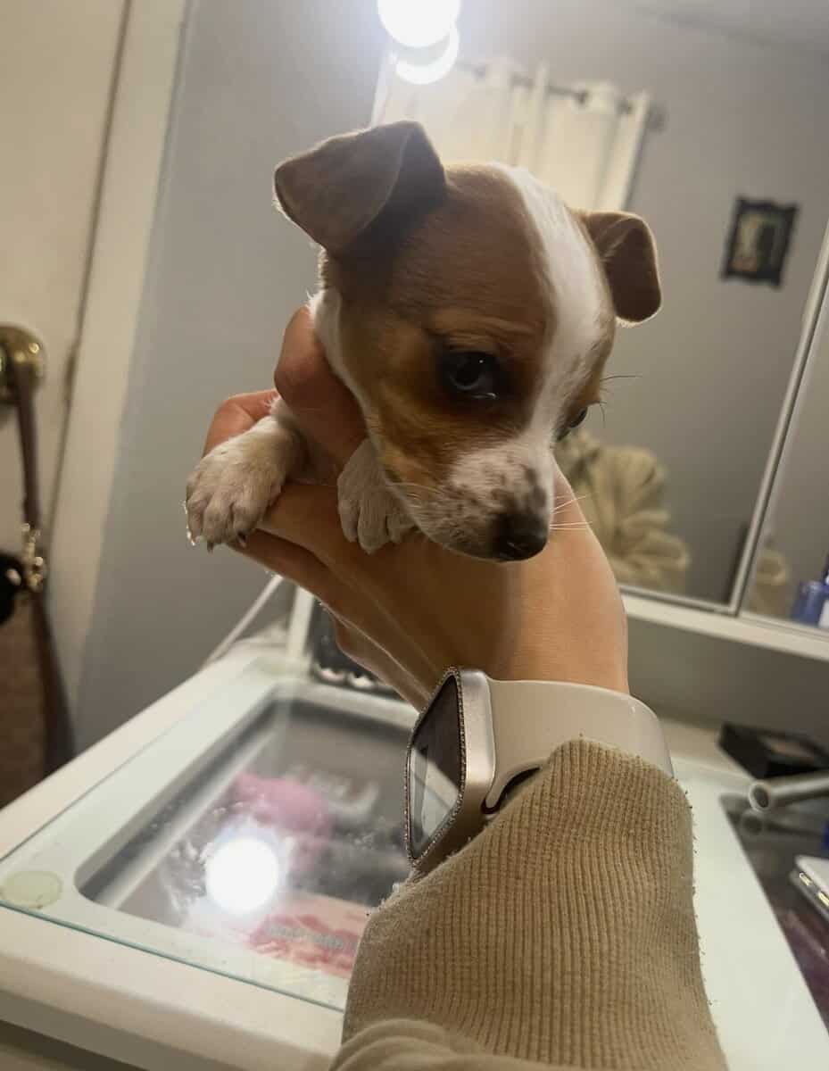 Mini Piebald Dachshund image 5