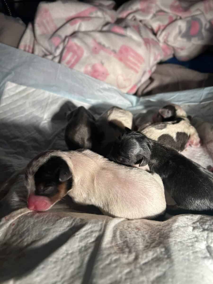 Yorkie Pups image 2