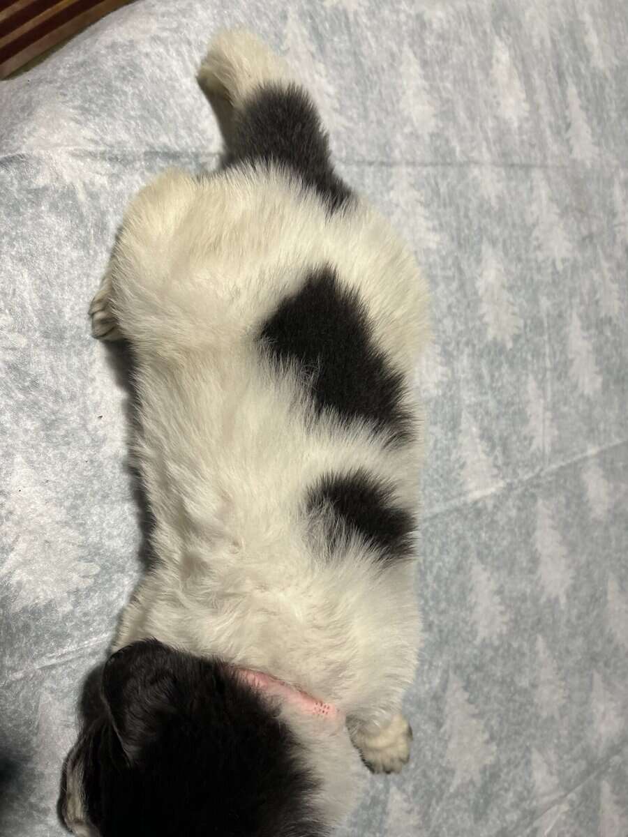 Newfoundland x Great Pyrenees image 15