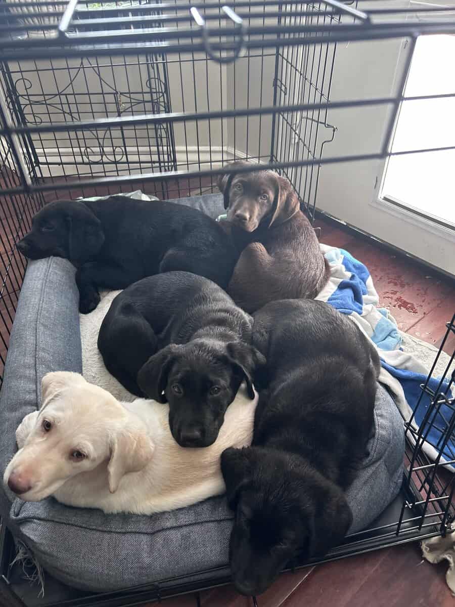 AKC Lab Puppies Ready For Forever Home image 1