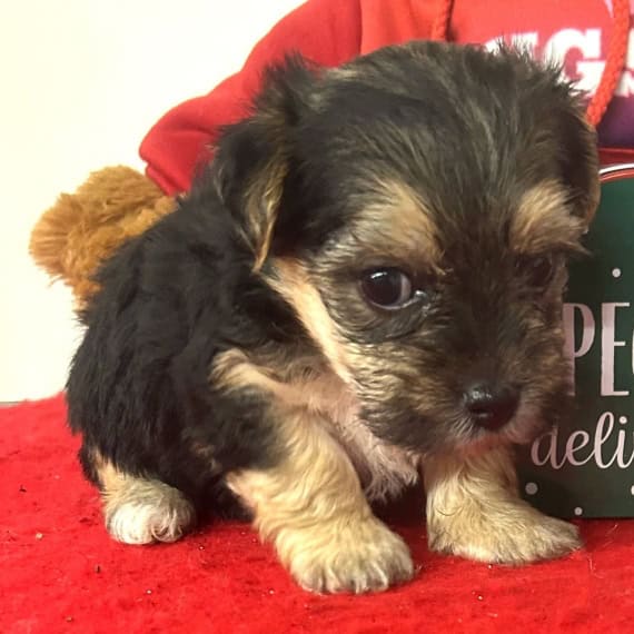 10 week Morkie image 2