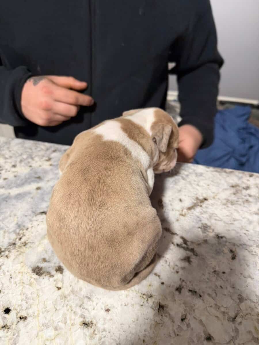 American Bully puppies image 2