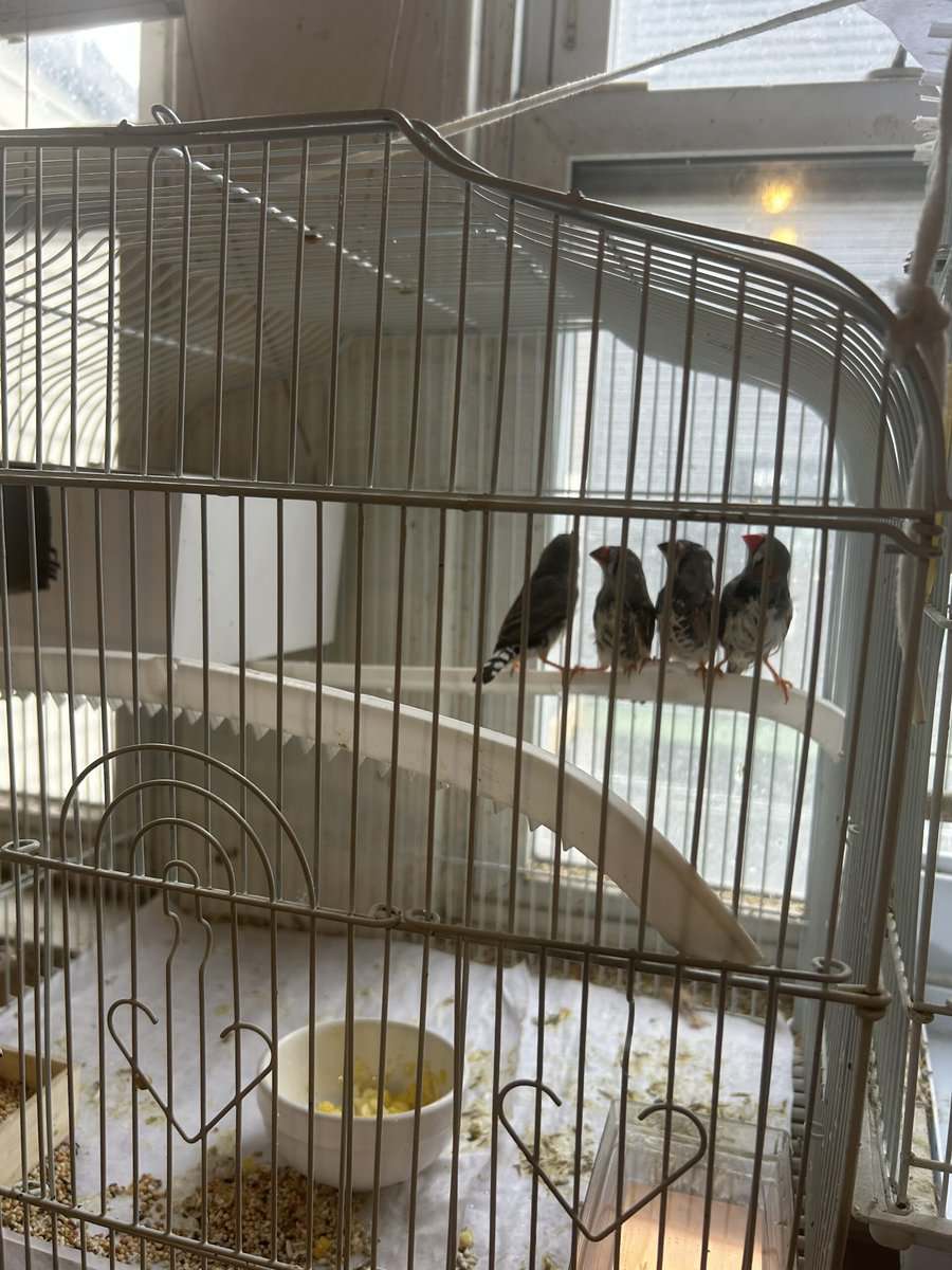 Zebra finches image 2