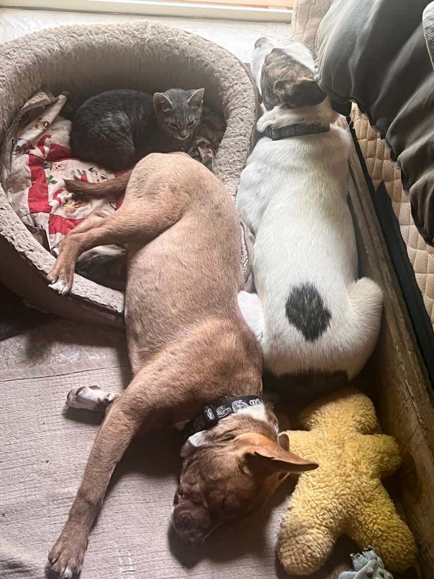 Two 1 Year ol Terrier Mix Male Brothers image 3