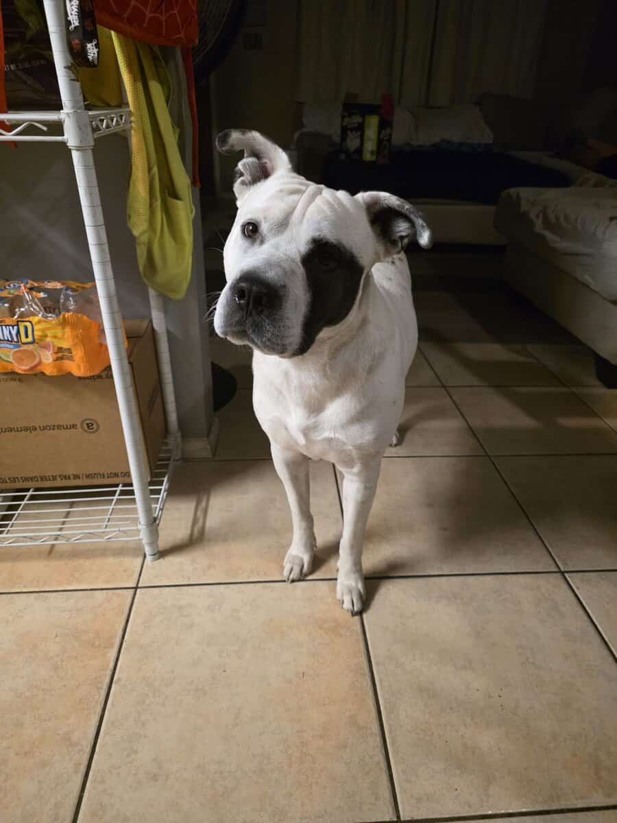 Bruno-4 year old pit/husky mix. Need to rehome image 2