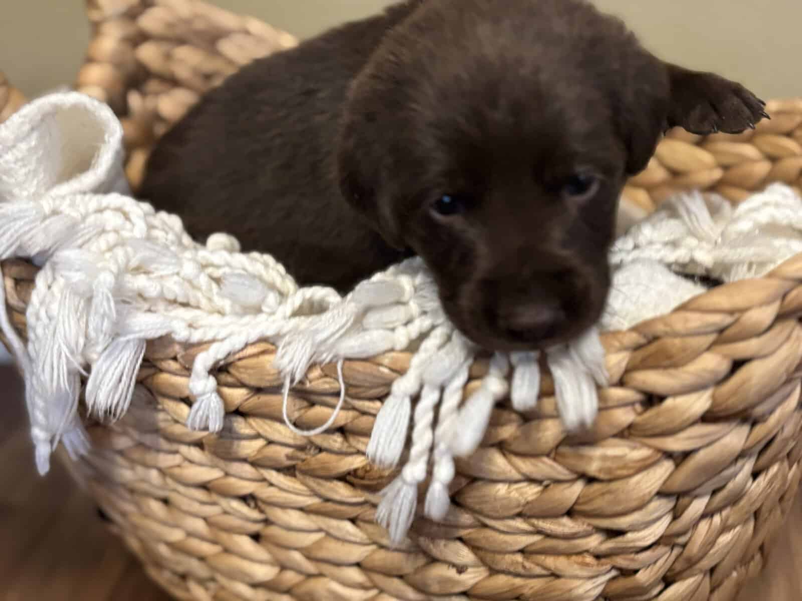 Full Breed Female Chocolate Labrador Retriever image 5
