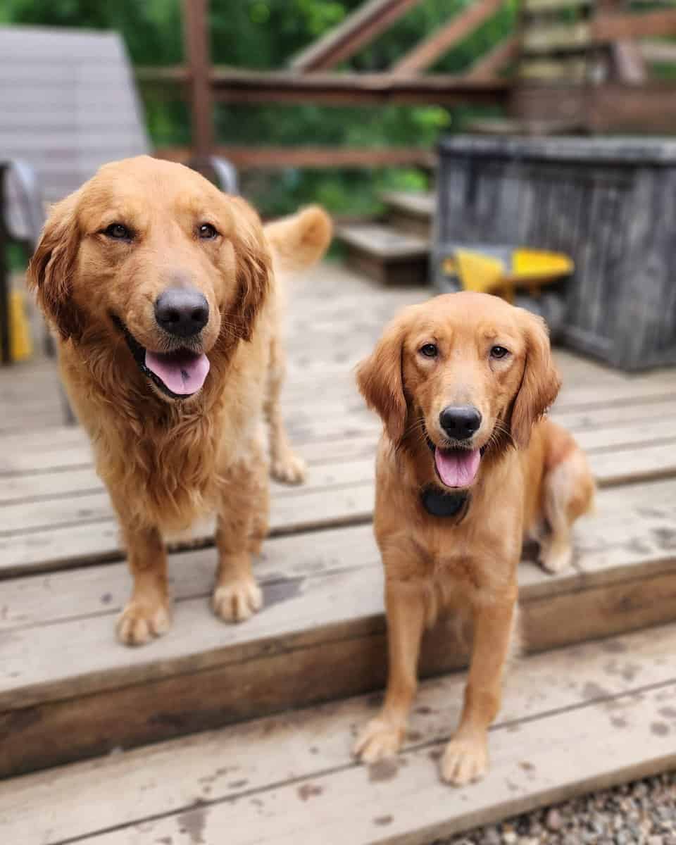AKC Golden Retriever Puppies image 14