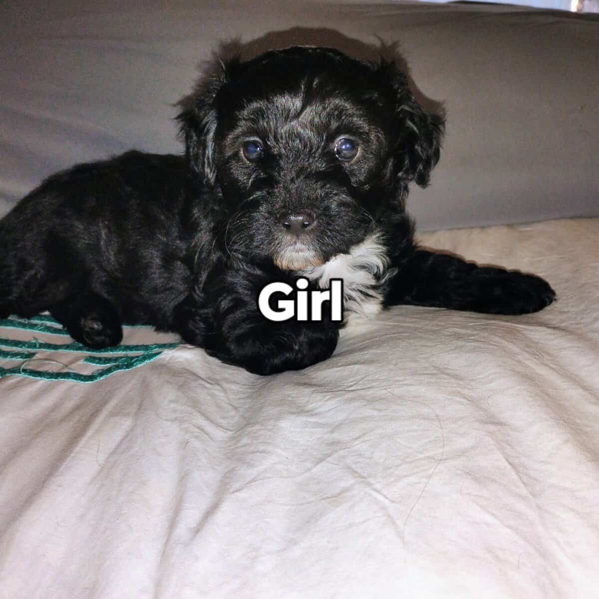 Yorkie poo image 2