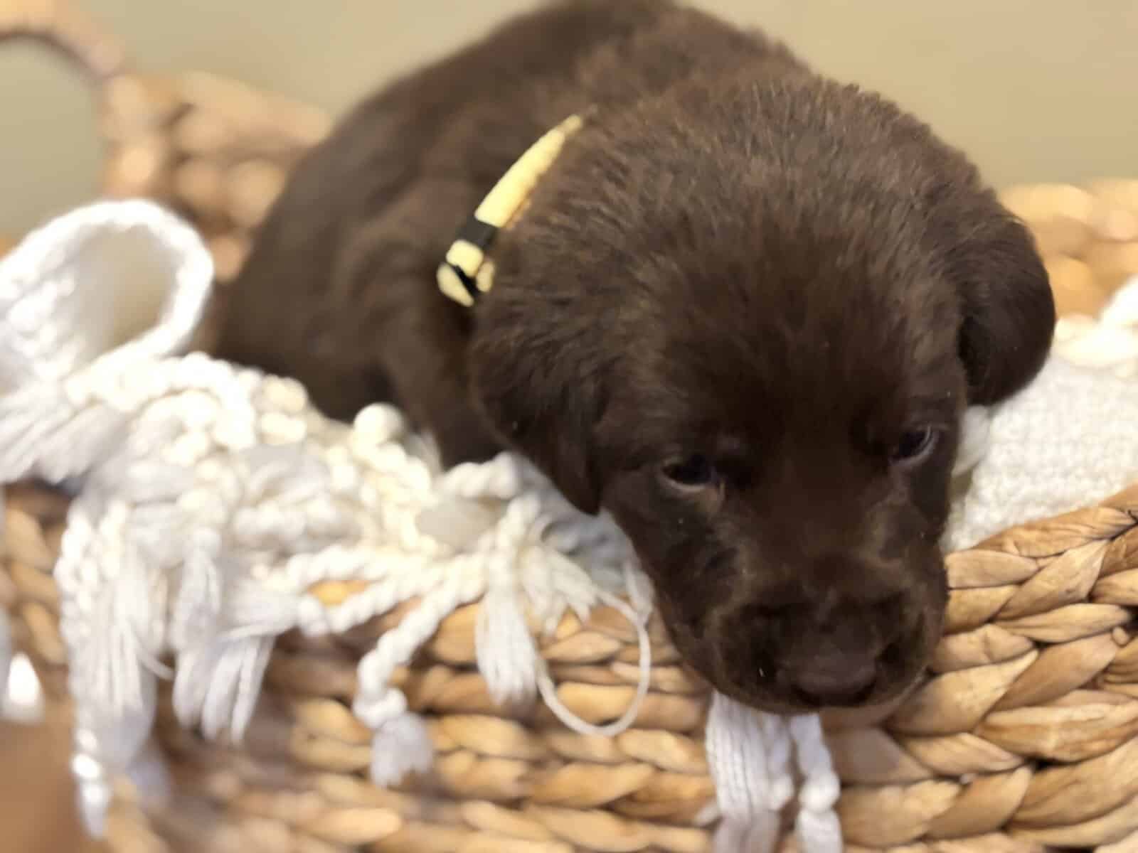Full Breed Female Chocolate Labrador Retriever image 3