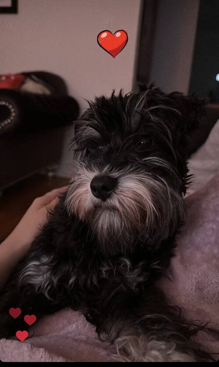 AKC Black & Silver Mini Schnauzer 3 yrs old image 4