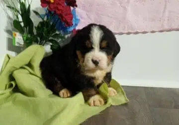 Bernese Mountain Dog Puppy for sale