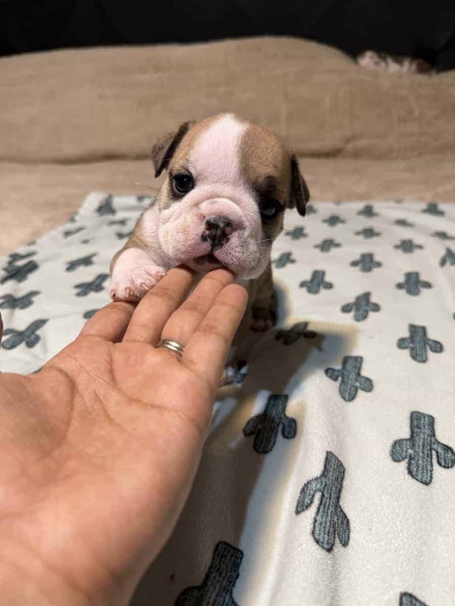 English Bulldog puppies image 7