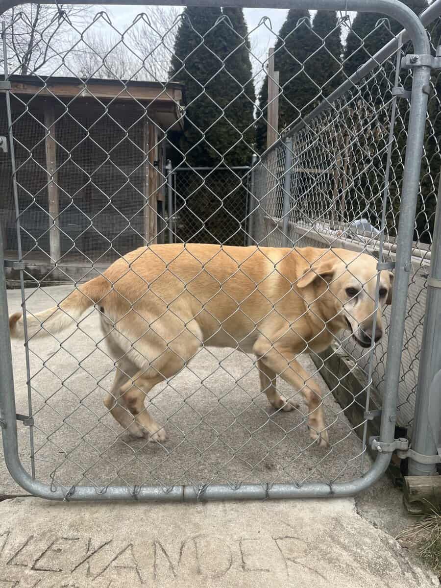Dog for free image 1
