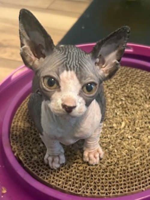 Sphynx Kittens image 1