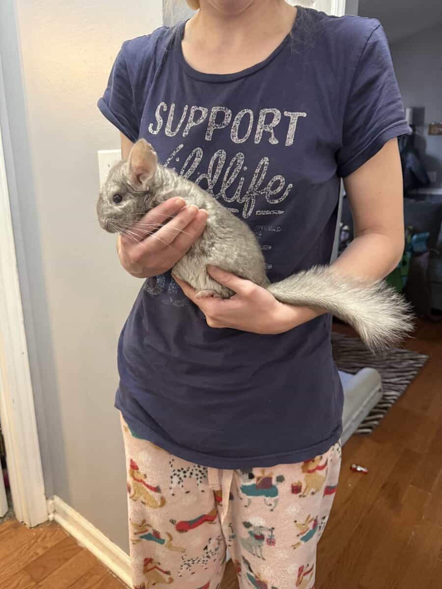 Chinchillas image 3