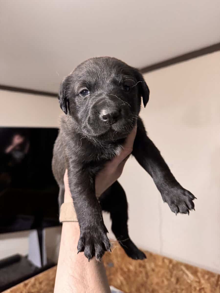 Doberman Pitbull Mix Puppies image 7