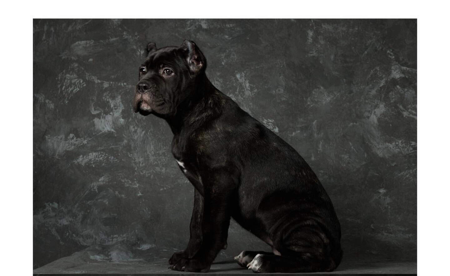 Cane Corso Pups for Sale image 3