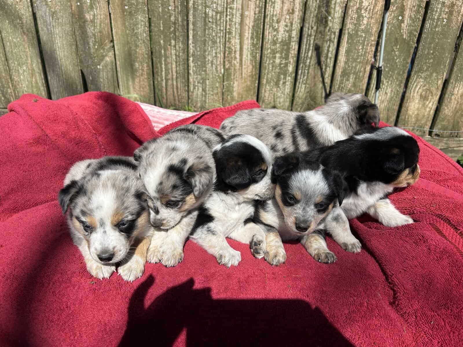 Adorable Australian Heeler pups image 7