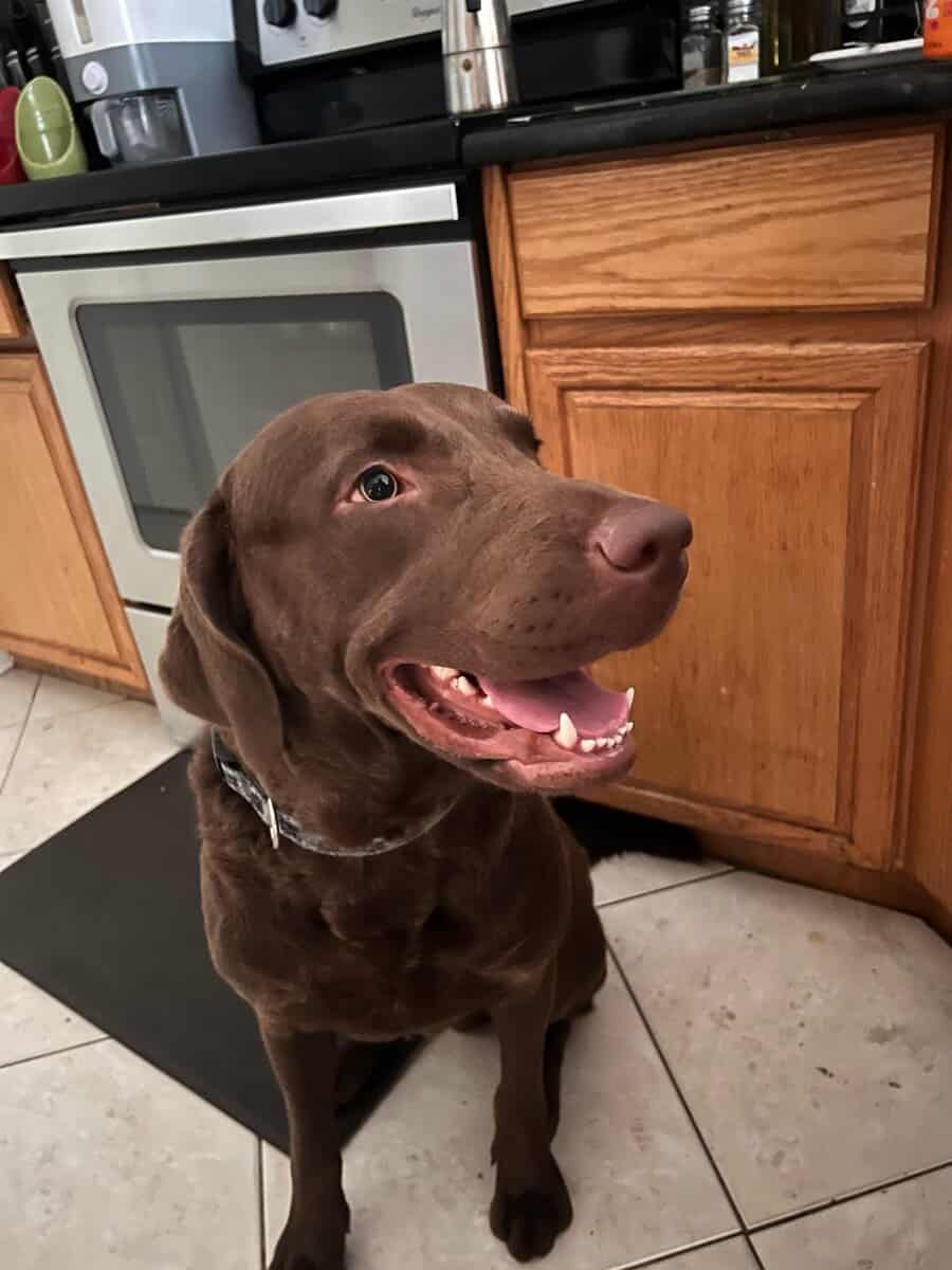 Chesapeake Bay Retriever image 1