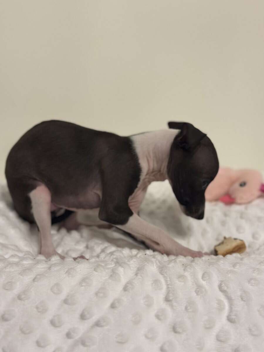 Tiny Iggy Girl image 1
