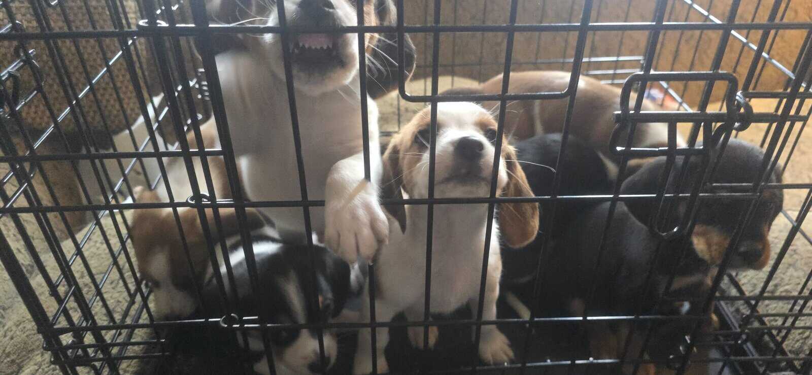 Beagle mix puppies image 2
