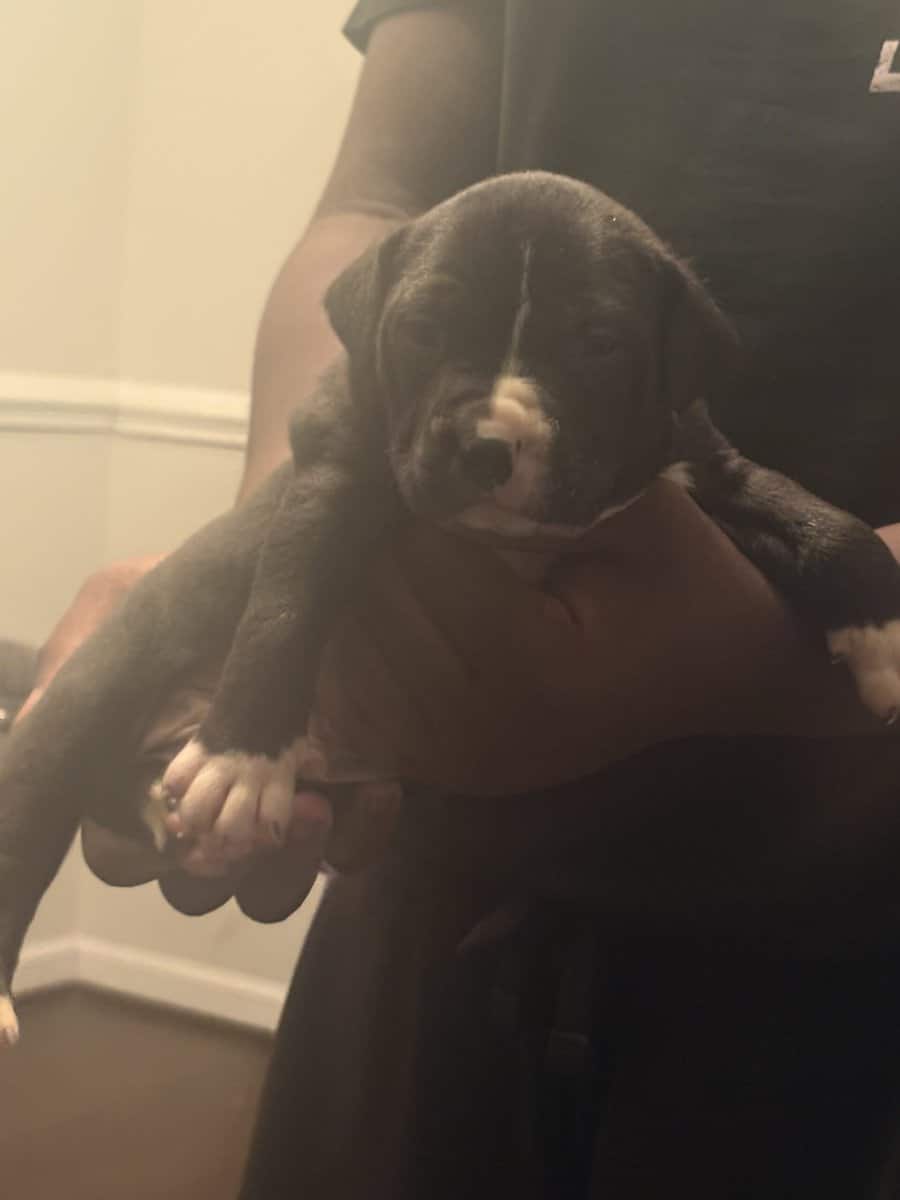 Pitbulls for Sale image 7