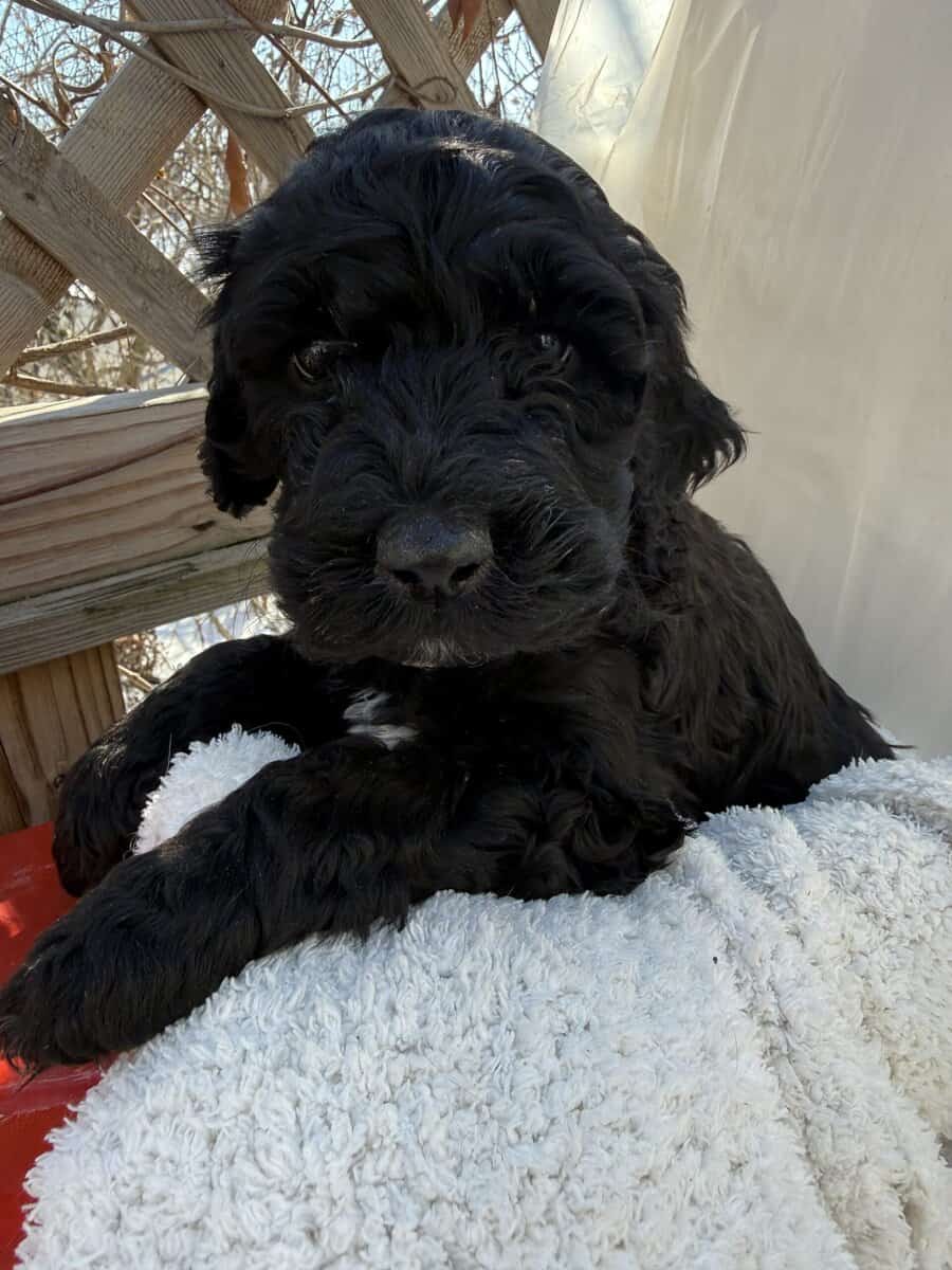 Portidoodle image 2