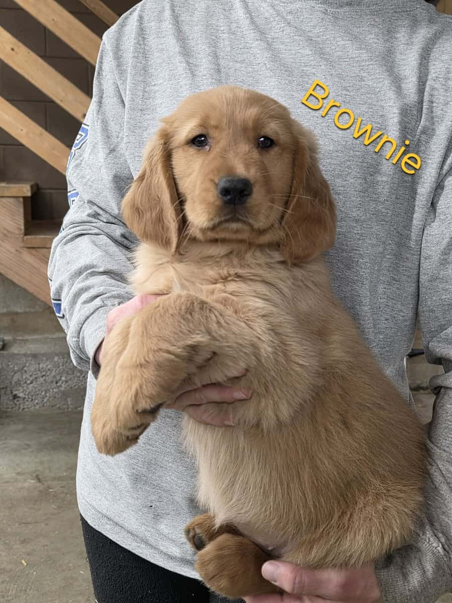 AKC Golden Retriever Puppies image 5