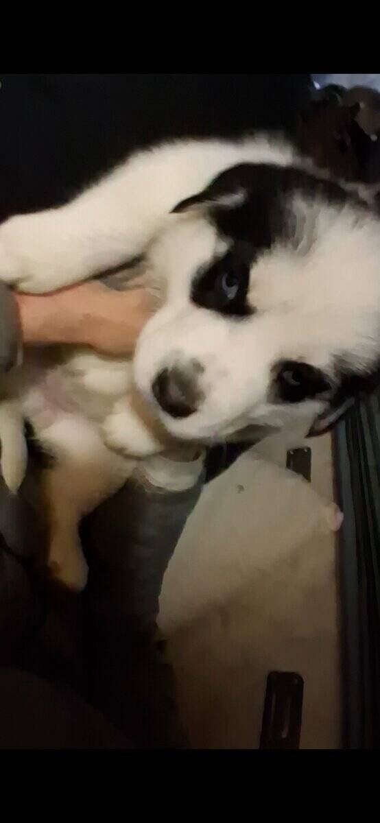 Great Pyrenees Husky mix image 4