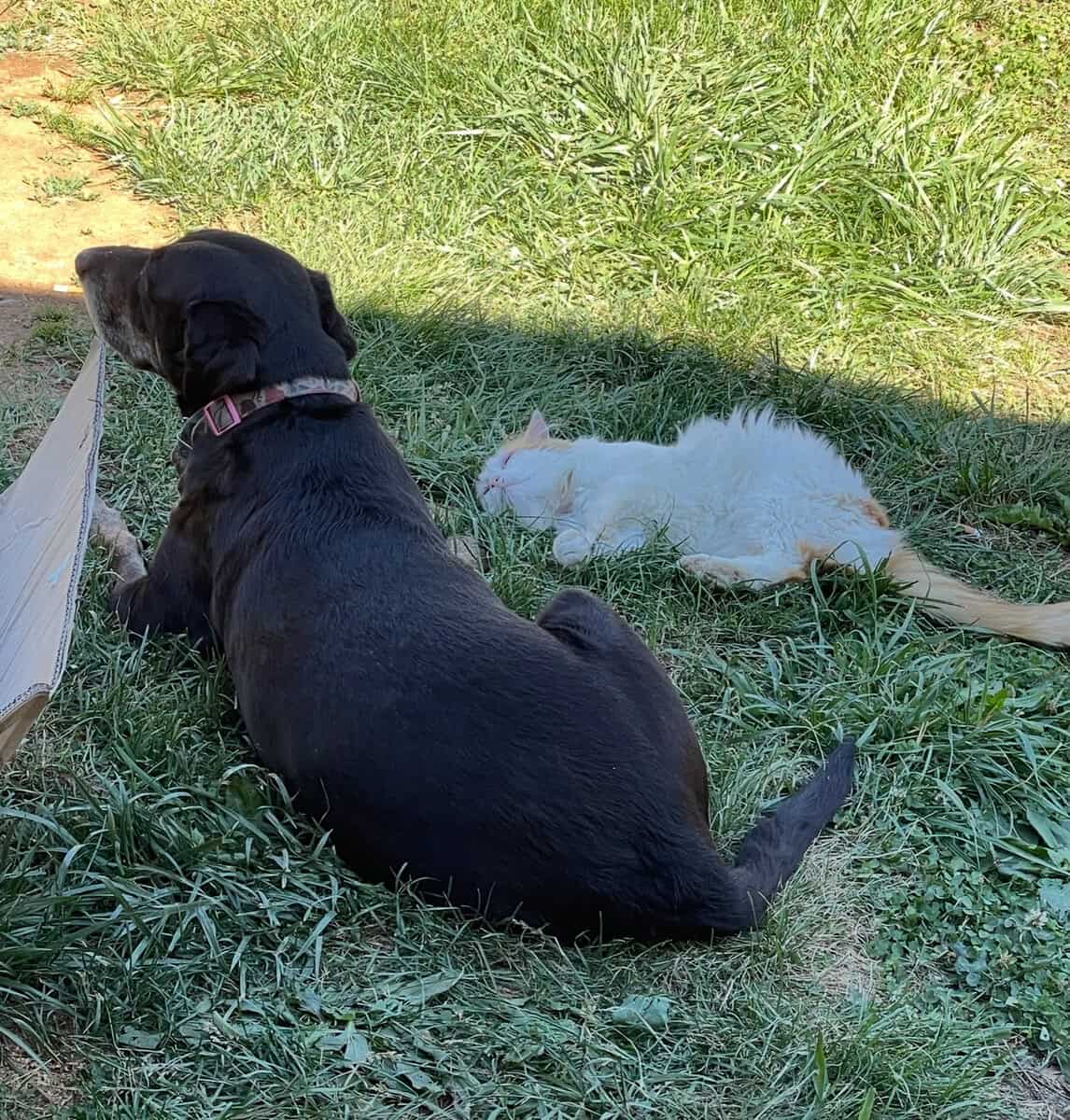 Sweet 8 y.o female lab image 2