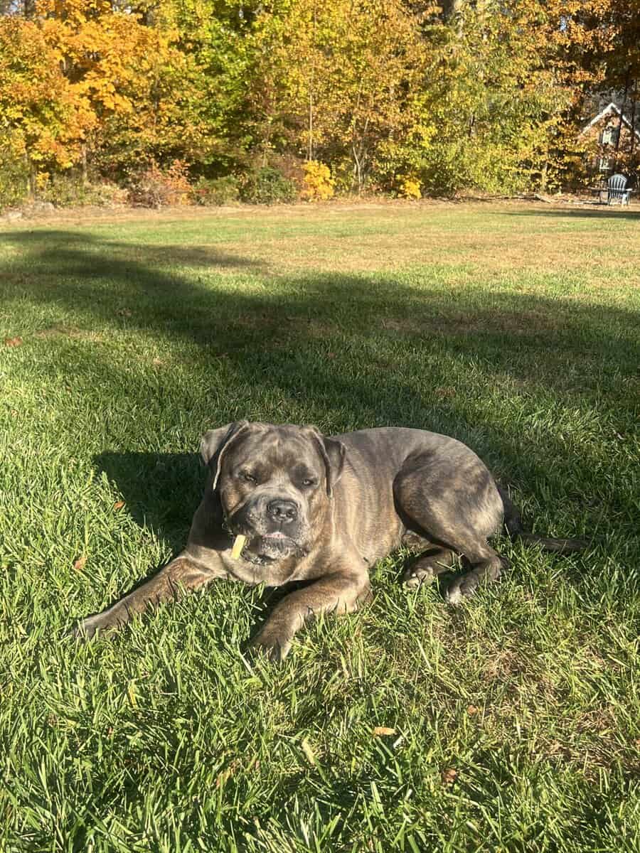 Pure Bred Cane Corso- Perfect Fit for your Family image 3