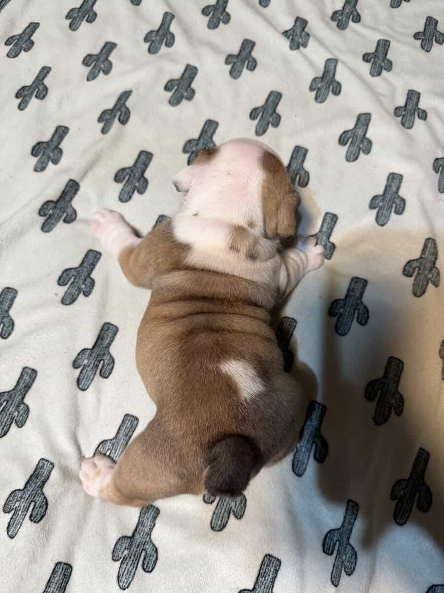 English Bulldog puppies image 14