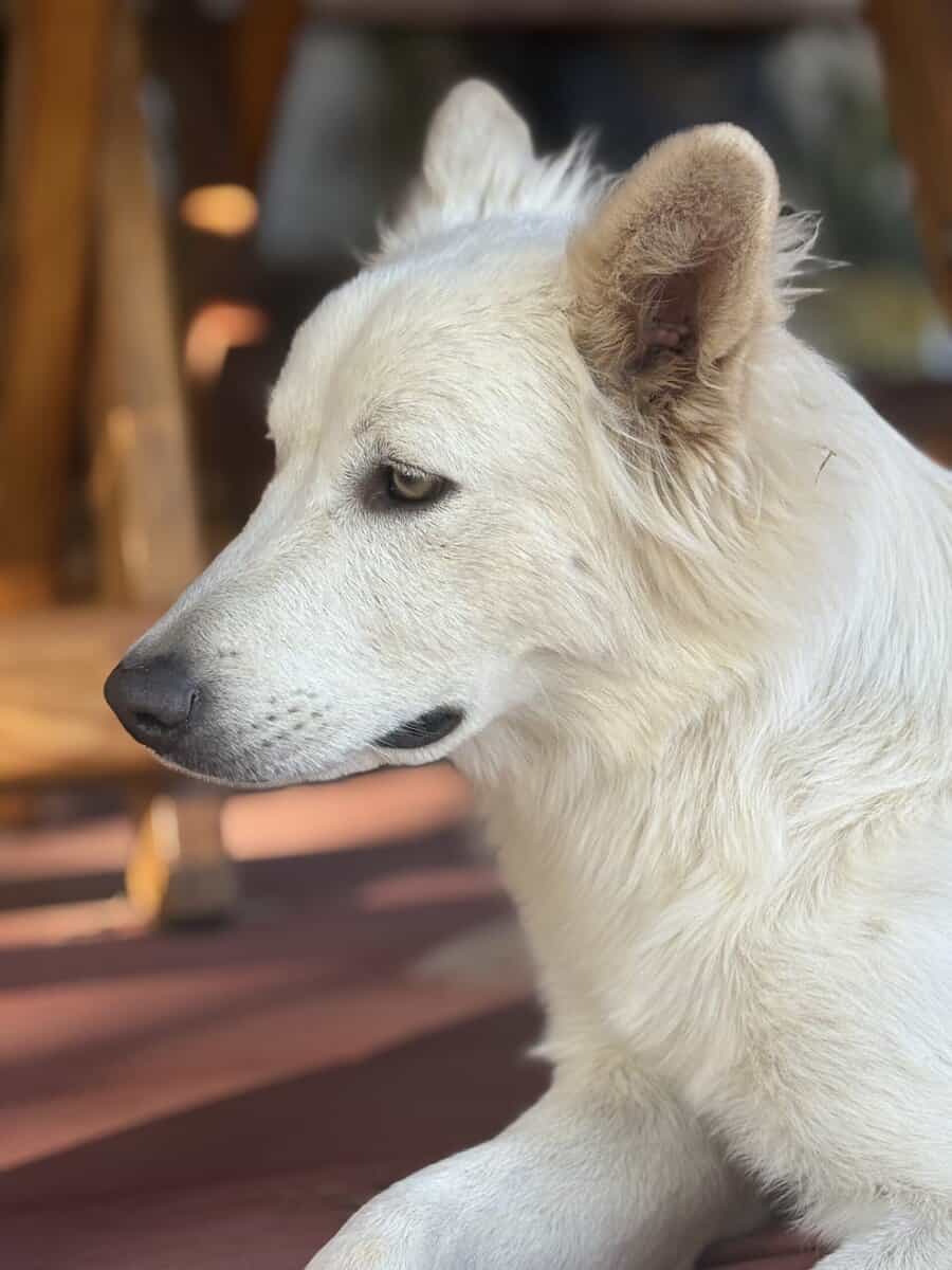 Free golden retriever husky mix image 1