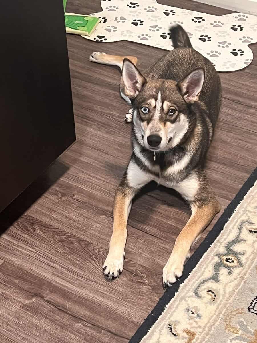 Husky / German shepherd free image 6