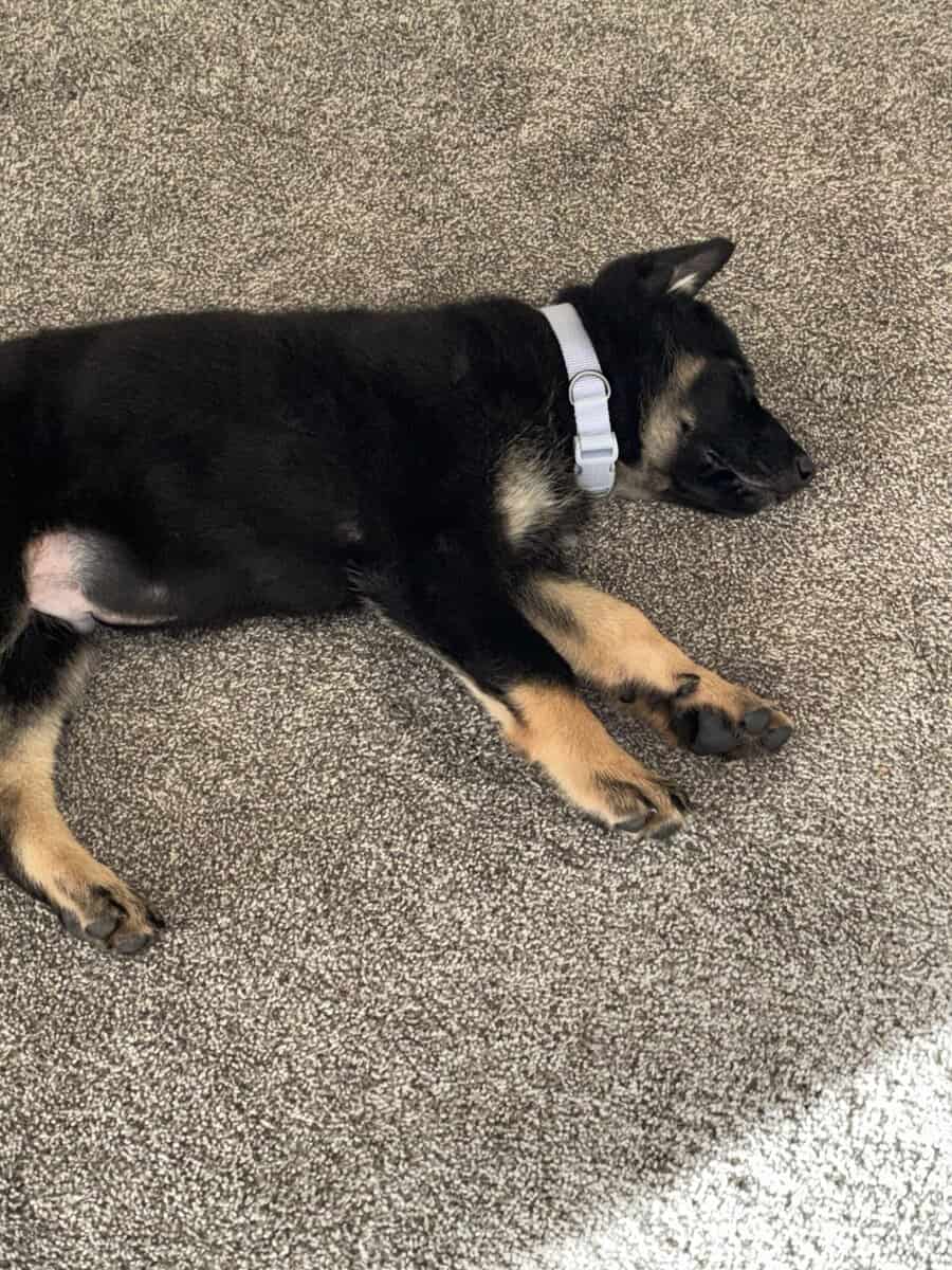 5month pure German Shepherd image 12