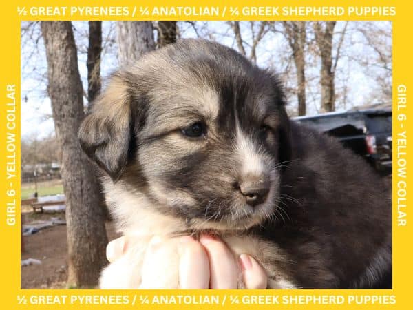 LGD Puppies-Great Pyrenees/Shepherd Mix image 17