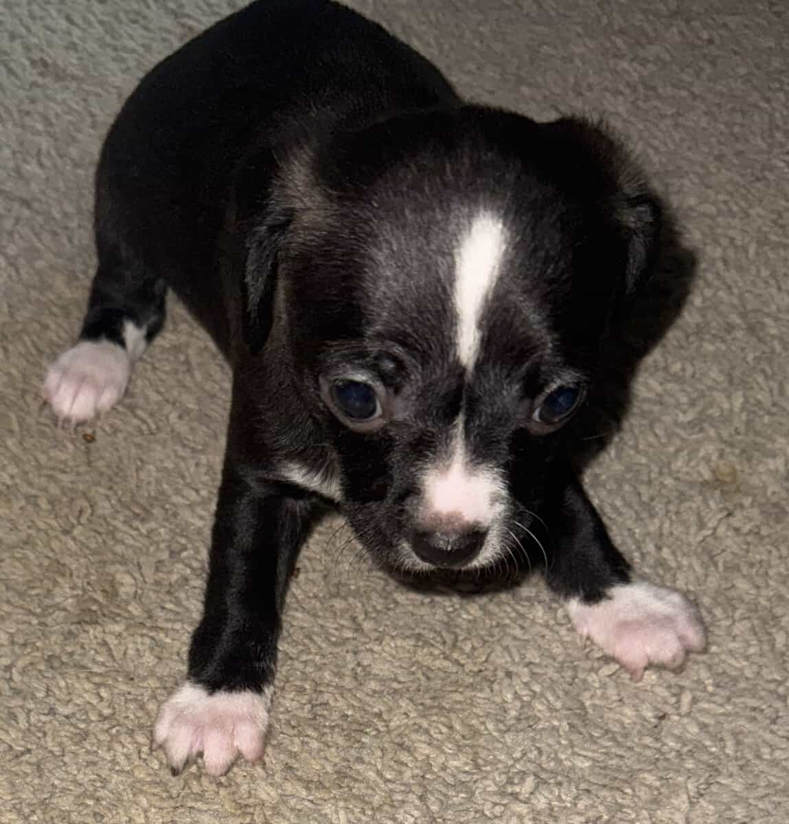 Chihuahua with merle eye color different image 5