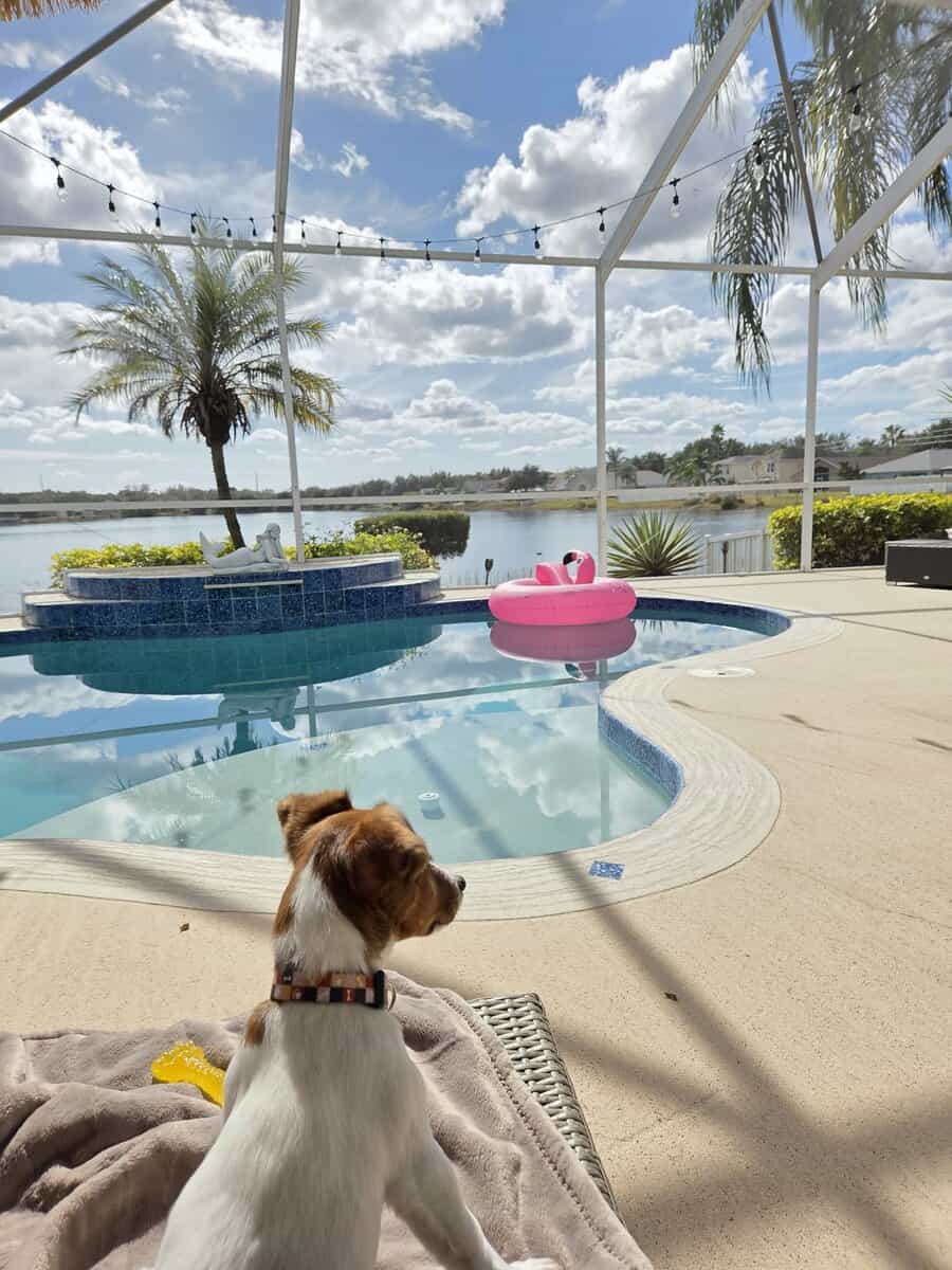 Jack Russell Terrier image 3
