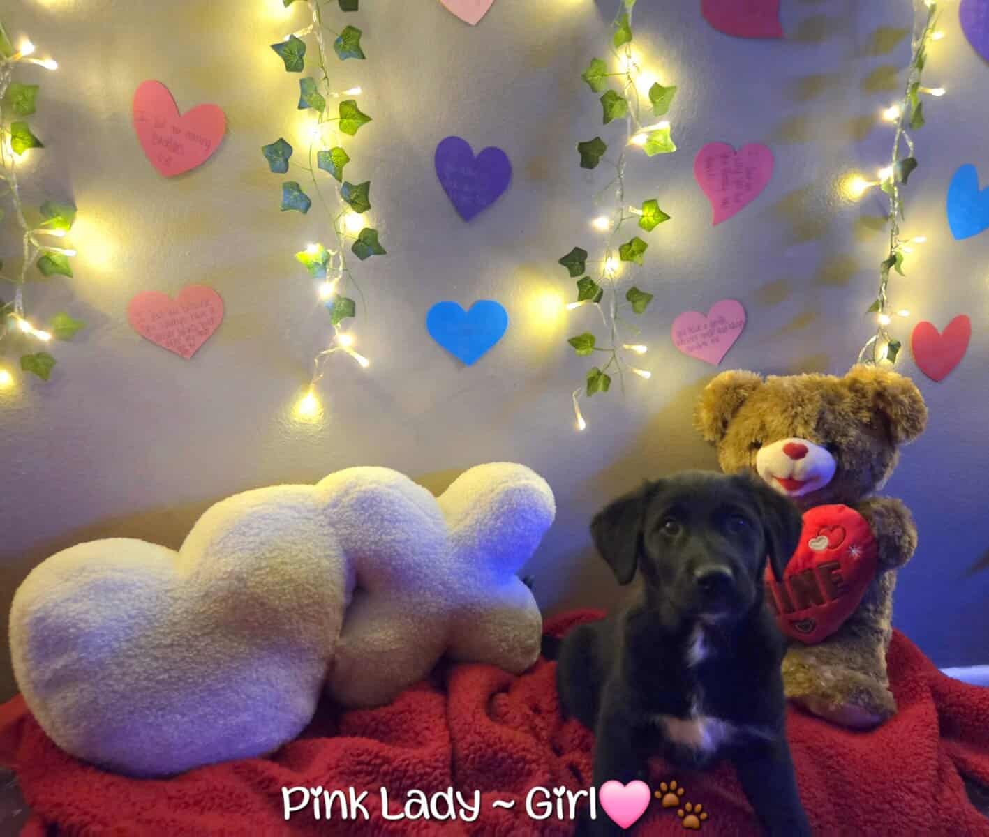Golden Retriever x Shiba Inu Puppies image 3