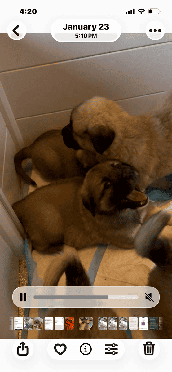 Livestock Guardian puppies image 8