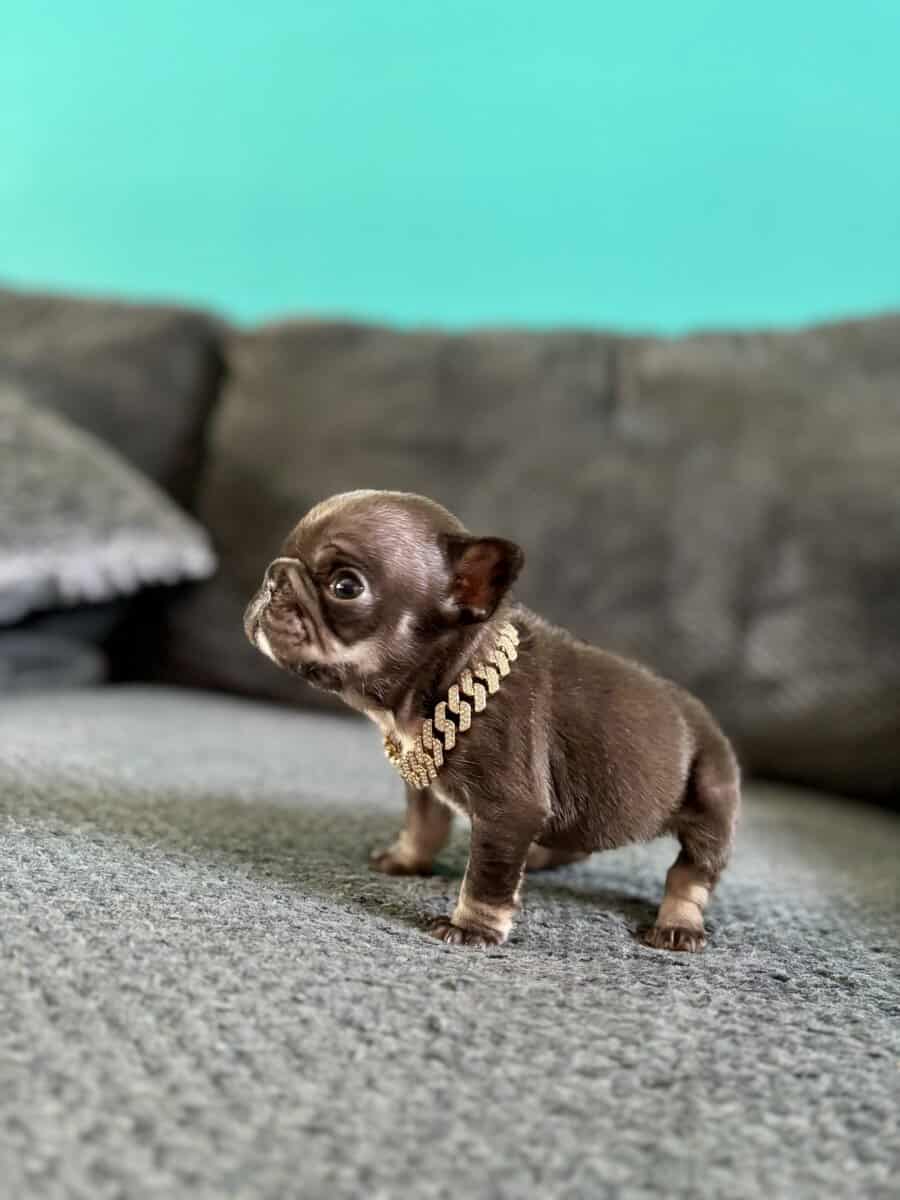 Tiny female frenchie image 4
