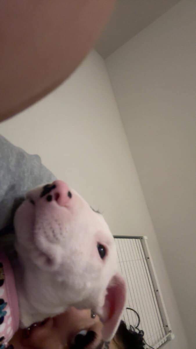 Bull terrier female image 2