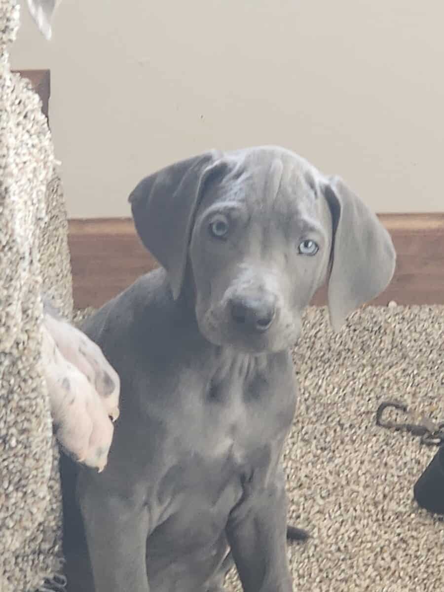 Great Dane puppies image 7