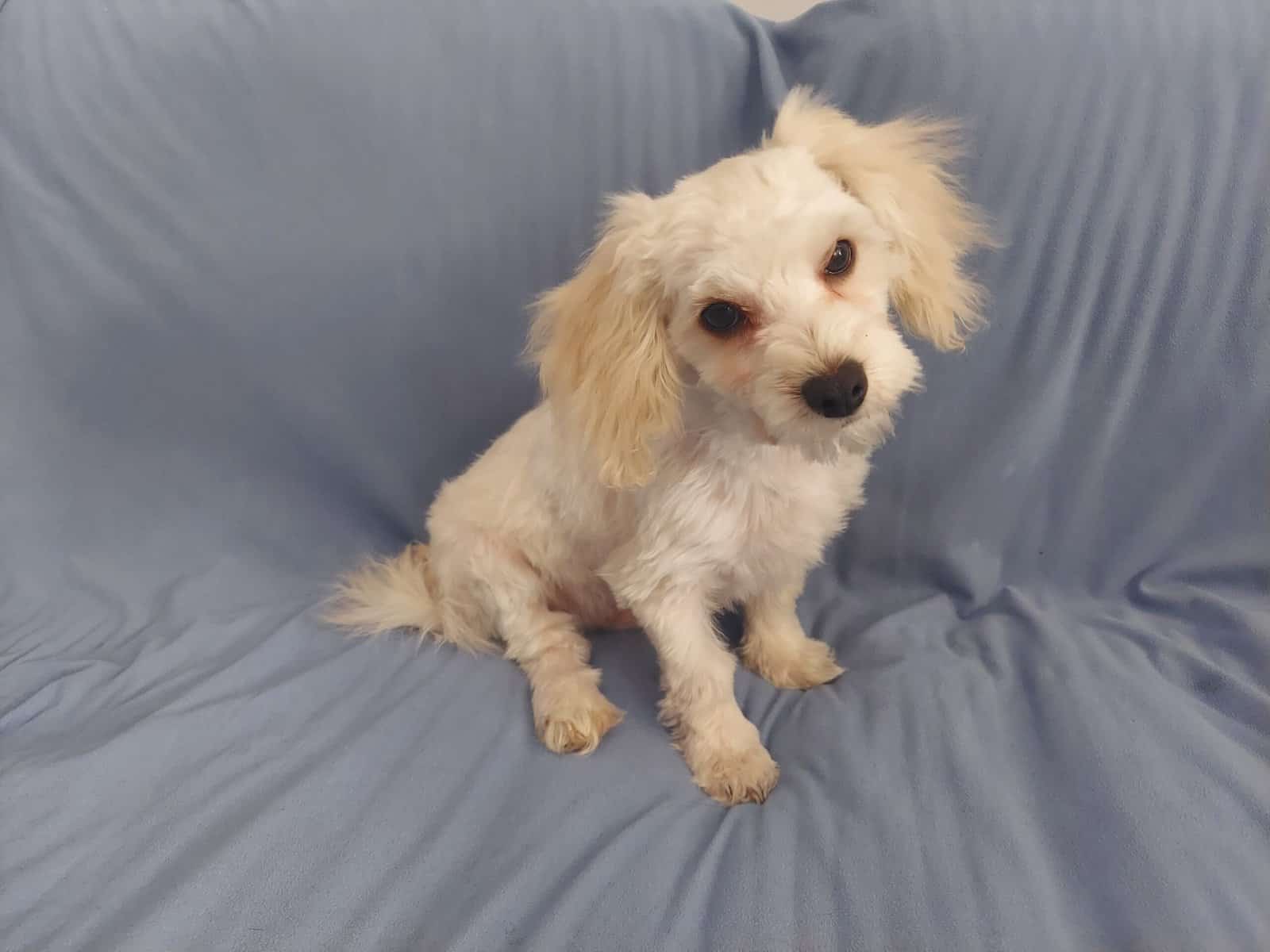Monty is in-home raised in Michigan, non-shedding image 1