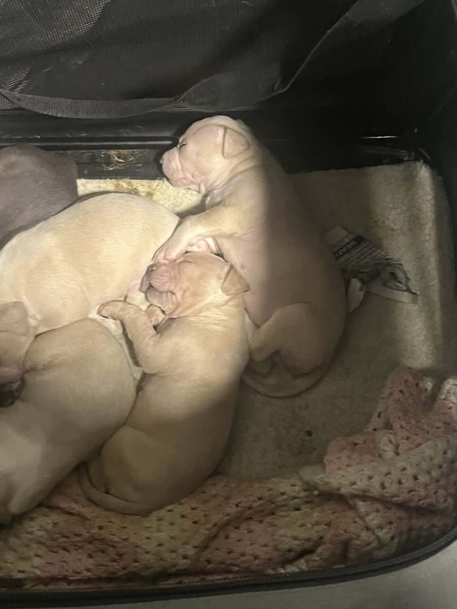 Pit bull puppies image 2