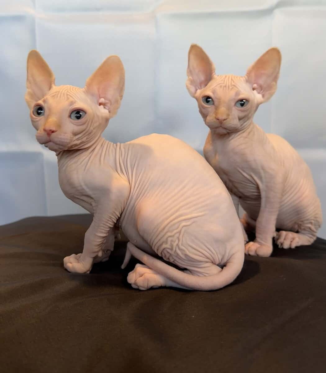 Sphynx kittens ( hairless cat) image 5
