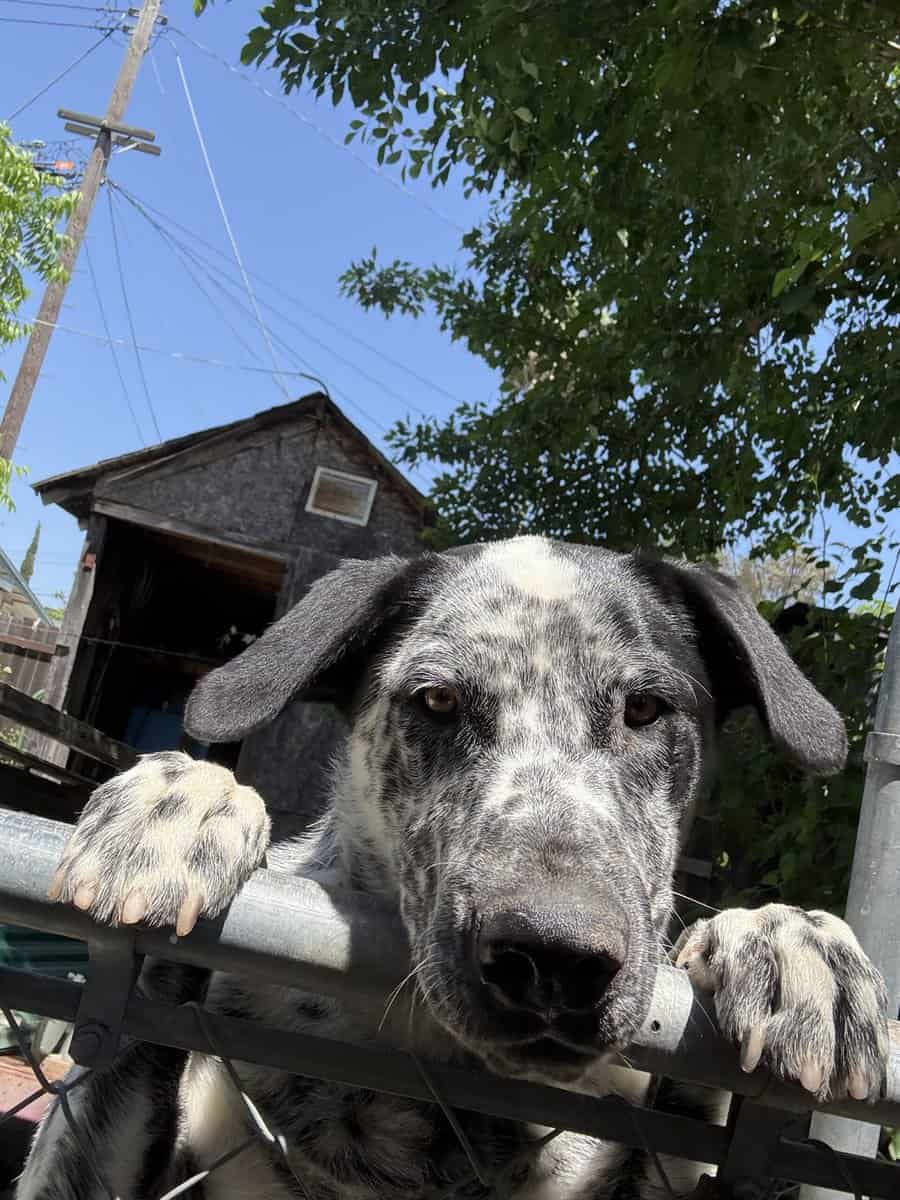 Dalmatian mix male for Sale image 2