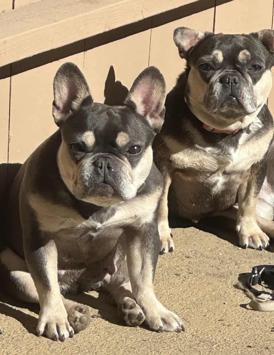 2 French bull dogs - small rehoming fee $25 image 1